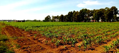 2.3 Acres for Sale in Sobea - Image 2