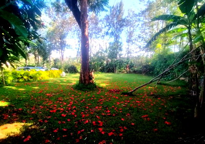 Cozy 1BR Bungalow at KSh 40K