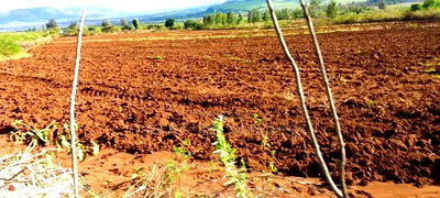 Quik Sale, 8acres in Mbogoini Subukia at 700,000 Per Acre. - Image 4
