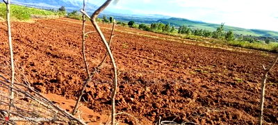 Quik Sale, 8acres in Mbogoini Subukia at 700,000 Per Acre. - Image 5