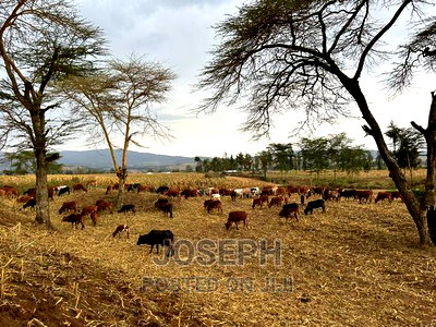 Naivasha Ndabibi Prime and Fertile 50-Acres - Image 18