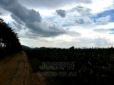 Naivasha Ndabibi Prime and Fertile 50-Acres - Image 2