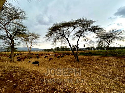 Naivasha Ndabibi Prime and Fertile 50-Acres - Image 14