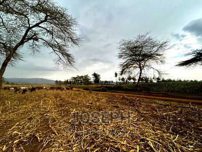 Naivasha Ndabibi Prime and Fertile 50-Acres - Image 11