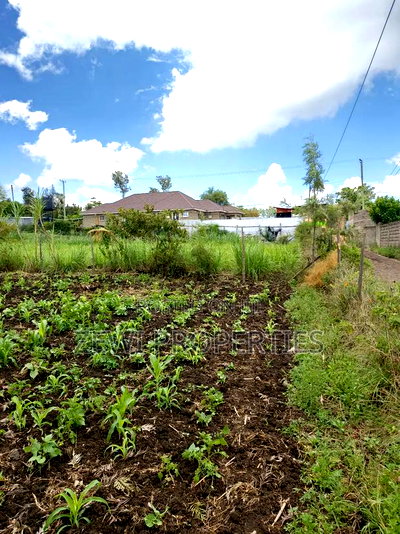 1/8 Olkeri Matasia - Image 3