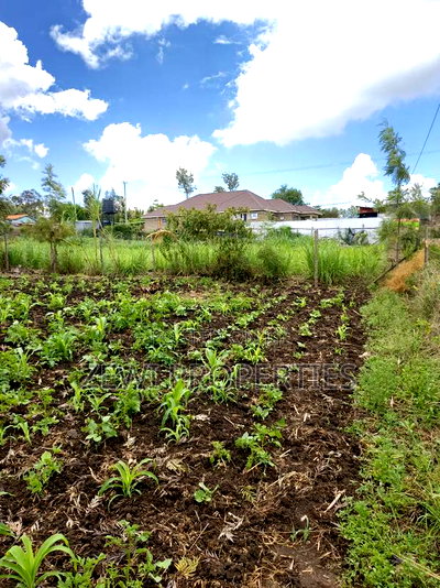 1/8 Olkeri Matasia - Image 1