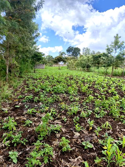 1/8 Olkeri Matasia - Image 2