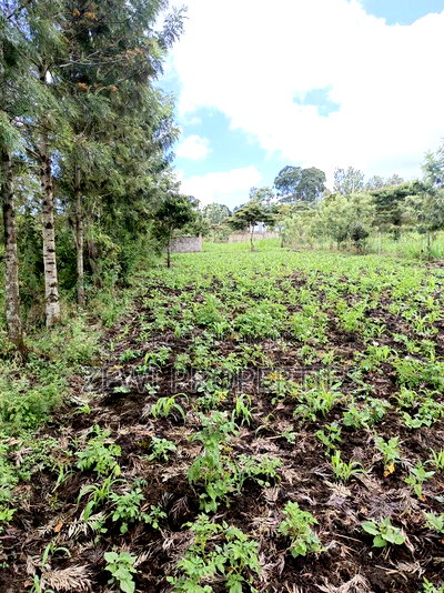 1/8 Olkeri Matasia - Image 4