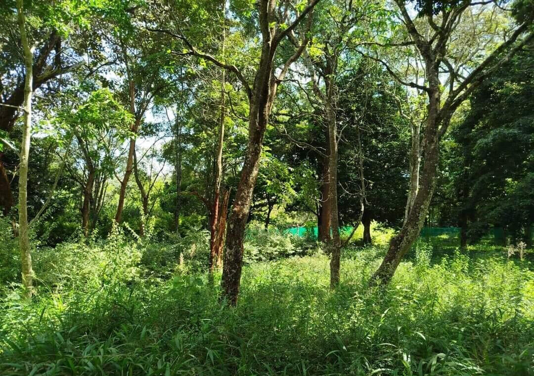 Half Acre in Karen at KSh 45M