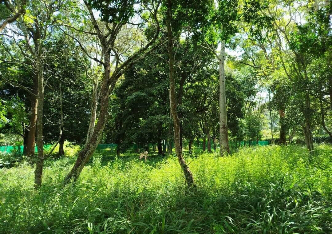 Half Acre in Karen at KSh 45M