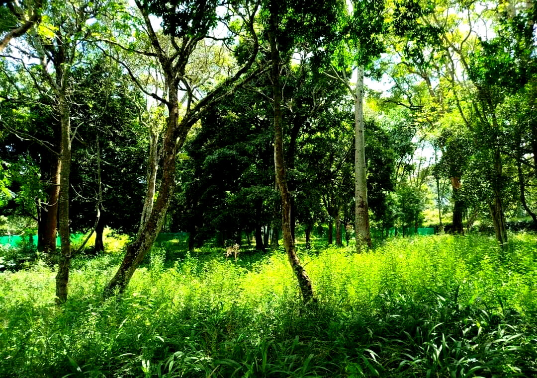 Half Acre in Karen at KSh 45M
