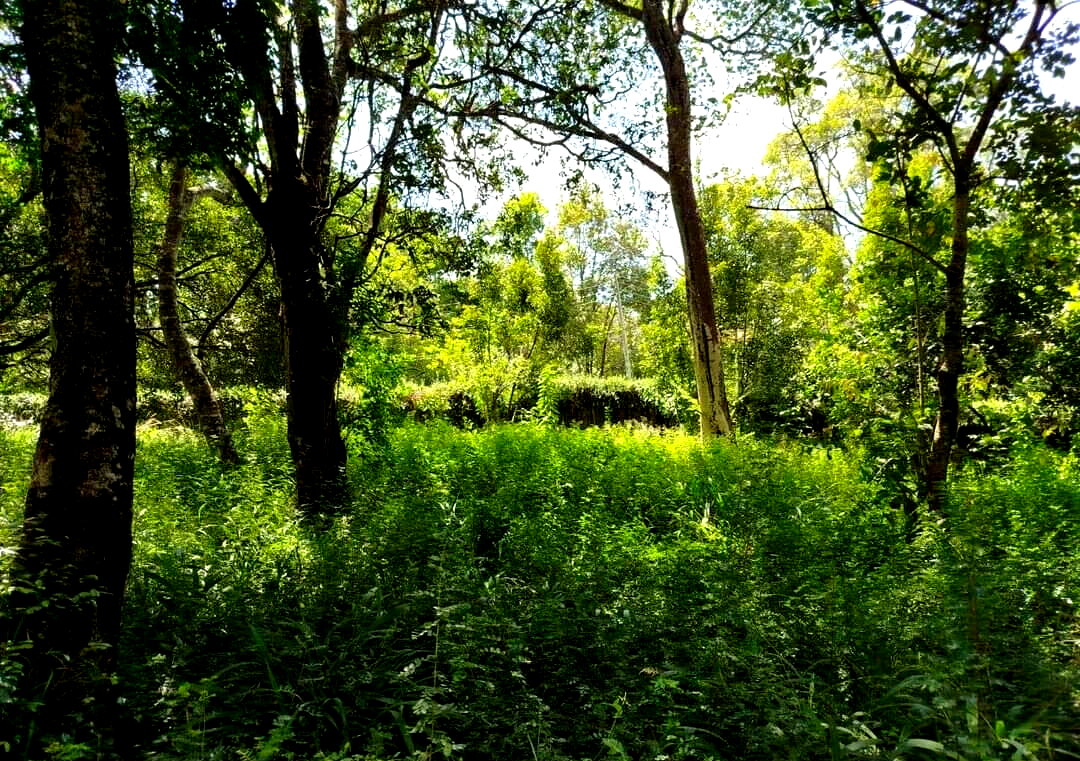 Half Acre in Karen at KSh 45M