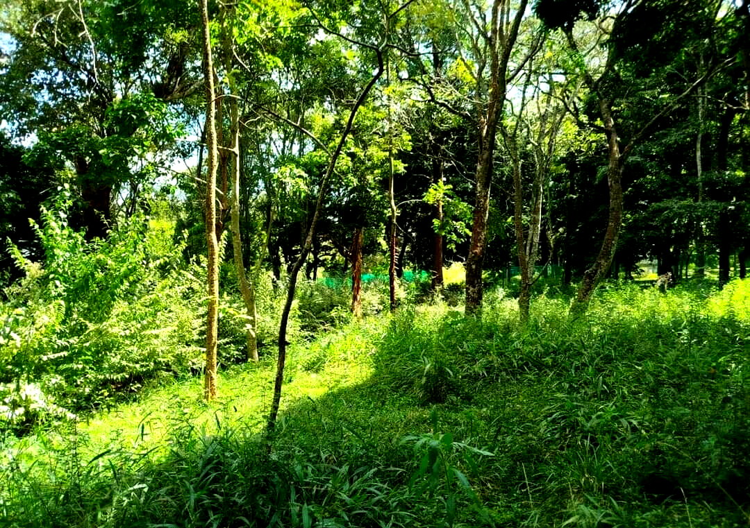 Half Acre in Karen at KSh 45M