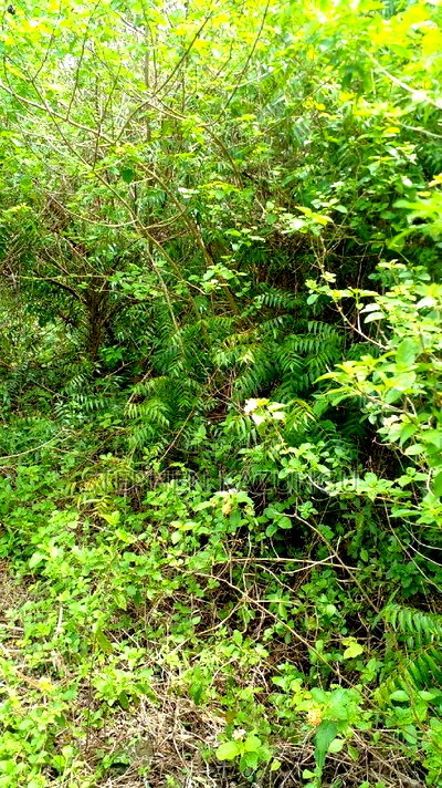 2 Acres Precious Plot on Sale at Corner Chale After Kinondo. - Image 11