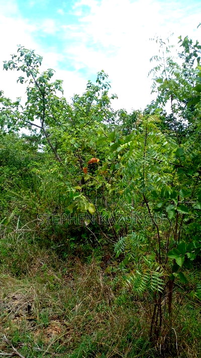 2 Acres Precious Plot on Sale at Corner Chale After Kinondo. - Image 13