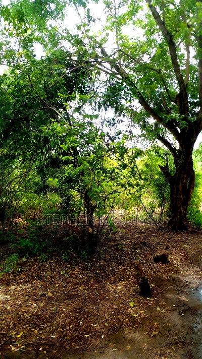 2 Acres Precious Plot on Sale at Corner Chale After Kinondo. - Image 2