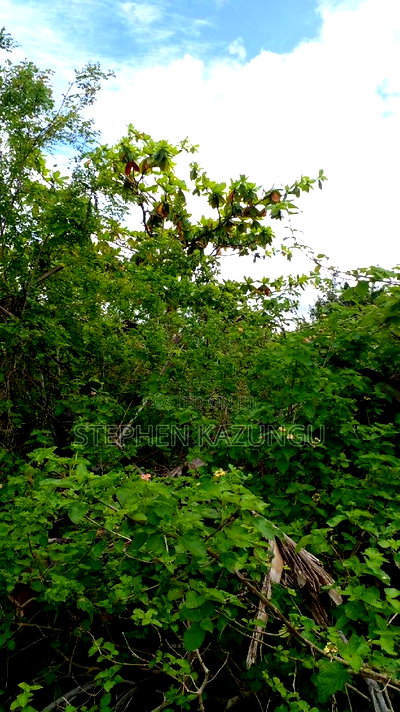 2 Acres Precious Plot on Sale at Corner Chale After Kinondo. - Image 15