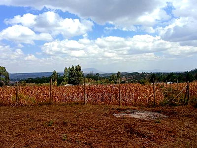 Residential Plot For Sale In Kamangu, Kikuyu. - Image 3