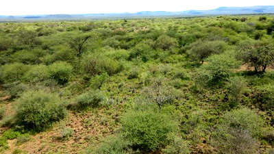 Prie 5 Acres Serashi Town - Image 6