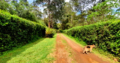 0.57 Acre Garden Plot in Karen
