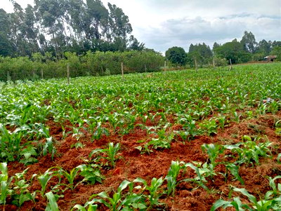 3/4 of an Acre in Bungoma County - Image 8
