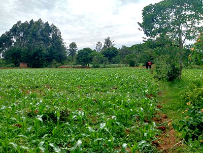 3/4 of an Acre in Bungoma County - Image 3