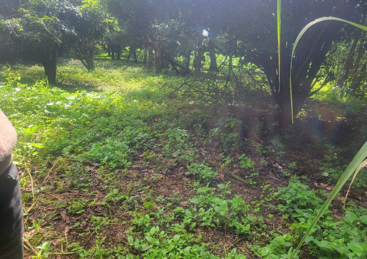 Pet Friendly 1/4 Acre in Oloolua
