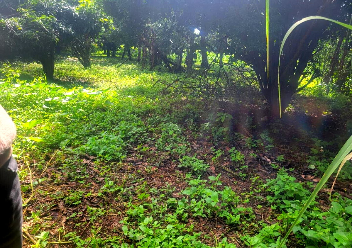 Pet Friendly 1/4 Acre in Oloolua