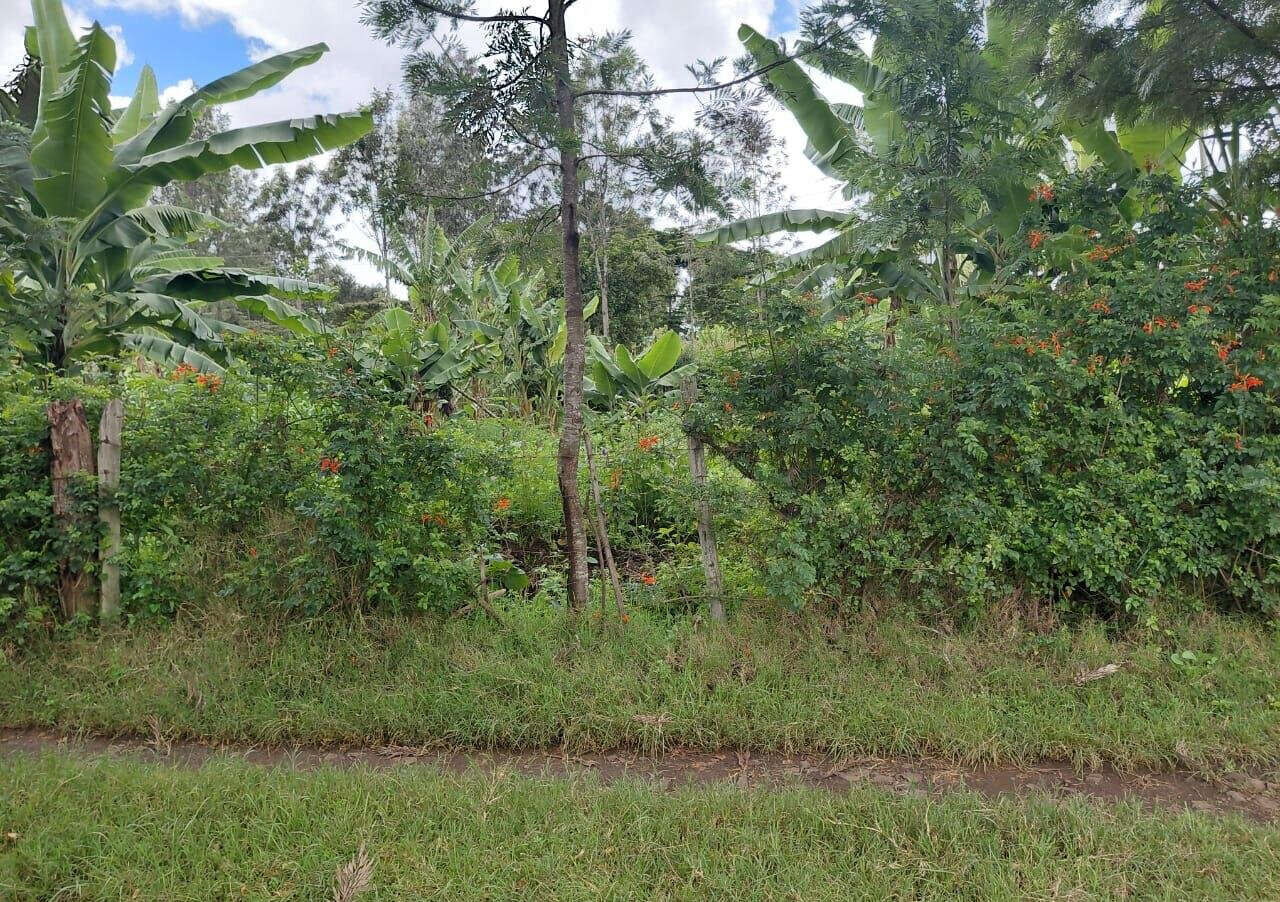 Pet Friendly 1/4 Acre in Oloolua
