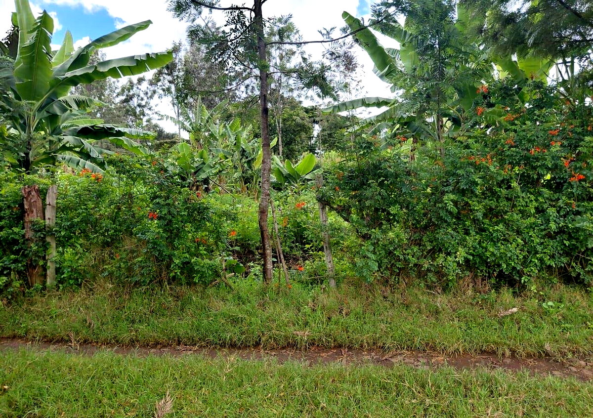 Pet Friendly 1/4 Acre in Oloolua