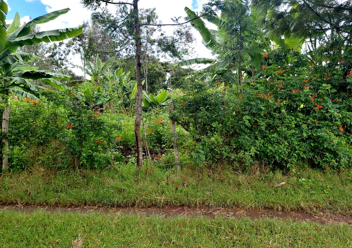 Pet Friendly 1/4 Acre in Oloolua