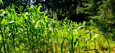 2 Plots For Sale In Kamagut Eldoret - Image 11