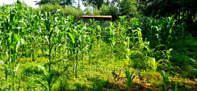 2 Plots For Sale In Kamagut Eldoret - Image 2