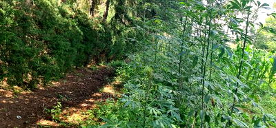 2 Plots For Sale In Kamagut Eldoret - Image 14