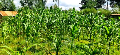 2 Plots For Sale In Kamagut Eldoret - Image 9