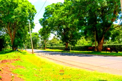 Nyeri Bliss - Image 9