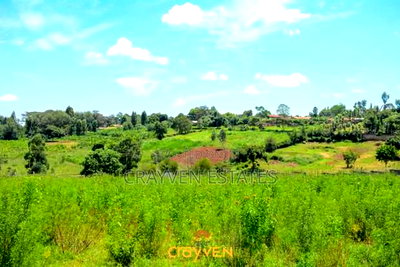 Nyeri Bliss - Image 6
