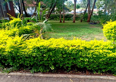 1.1-Acre Spring Valley Plot