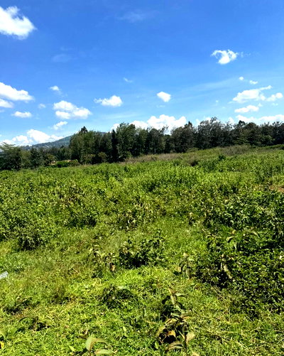 KSh 14M Garden Plot with Parking