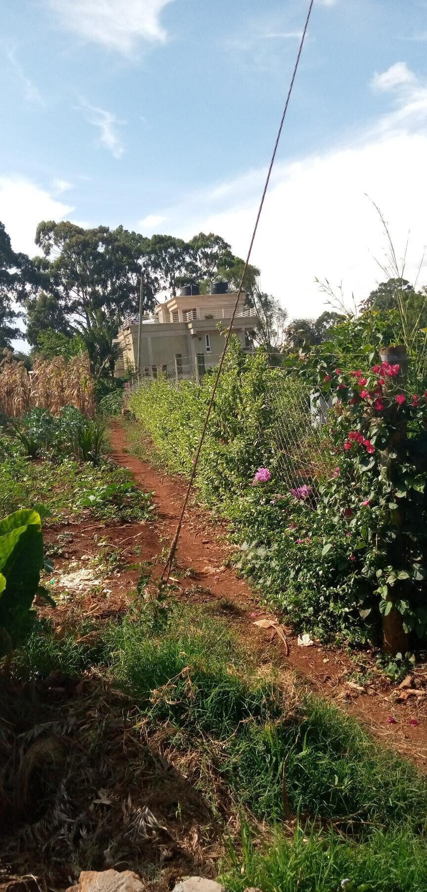 Pet Friendly Quarter Acre in Ndumbuini