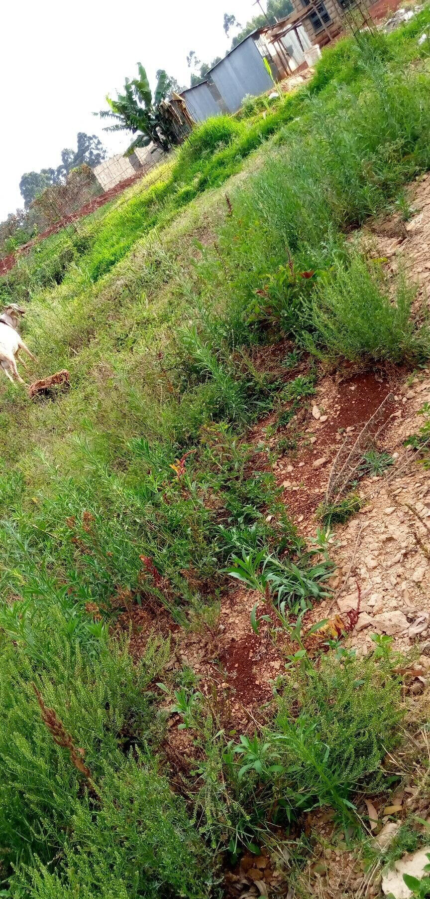 Pet Friendly Quarter Acre in Ndumbuini