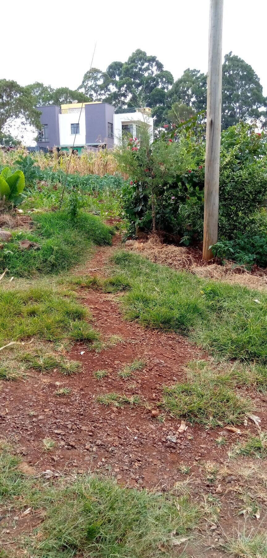 Pet Friendly Quarter Acre in Ndumbuini