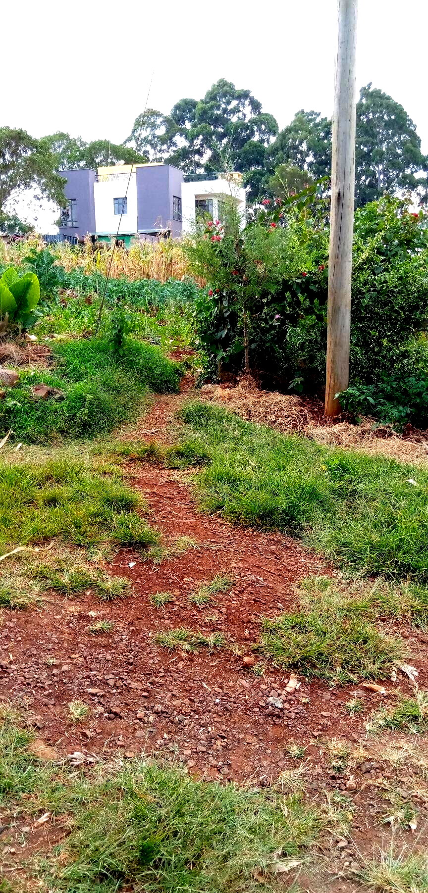 Pet Friendly Quarter Acre in Ndumbuini