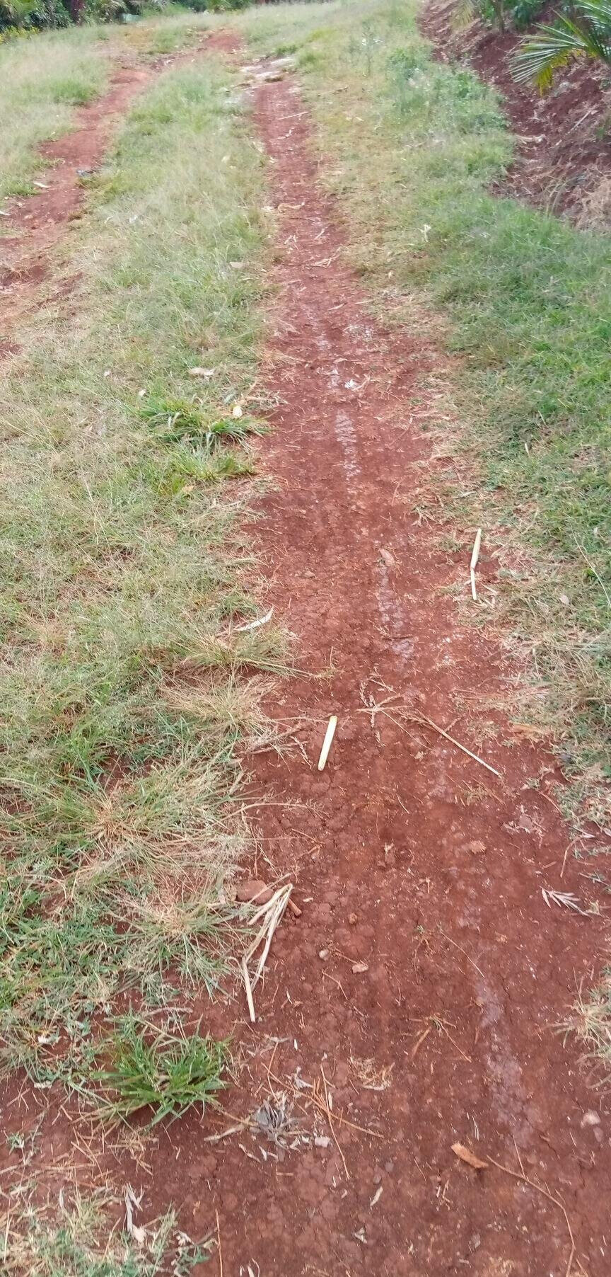Pet Friendly Quarter Acre in Ndumbuini
