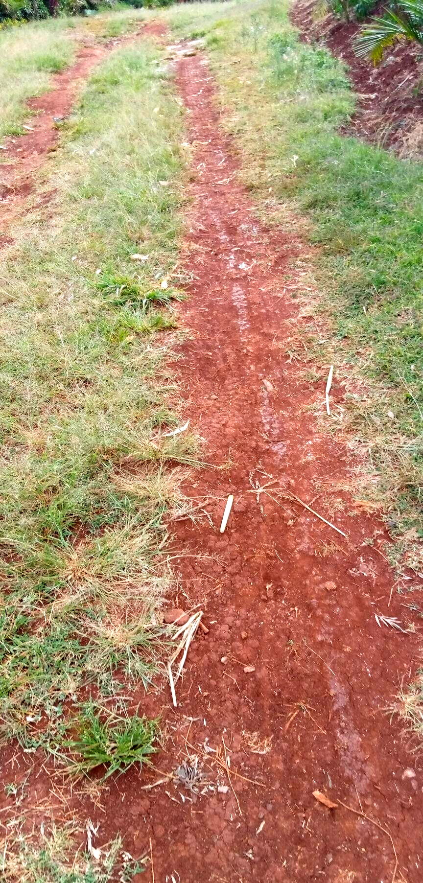 Pet Friendly Quarter Acre in Ndumbuini