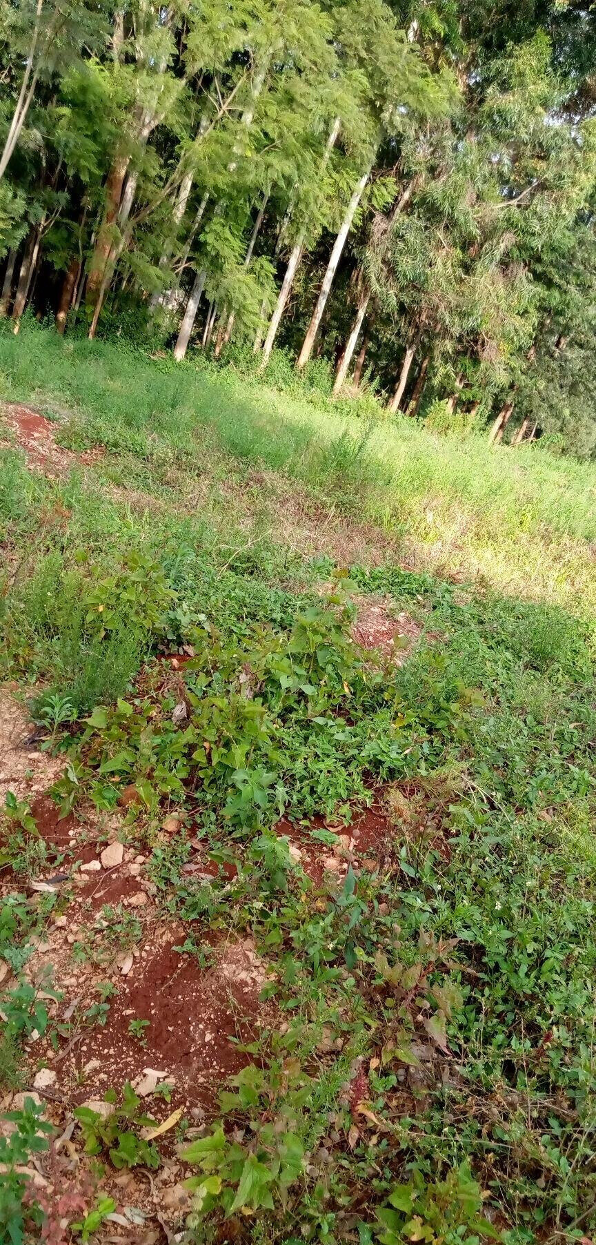Pet Friendly Quarter Acre in Ndumbuini