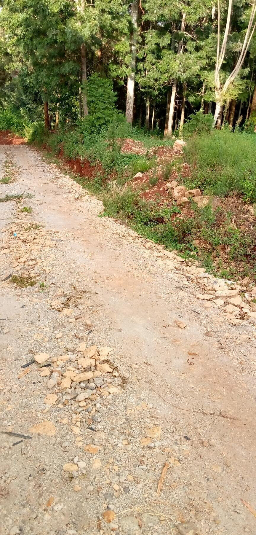 Pet Friendly Quarter Acre in Ndumbuini