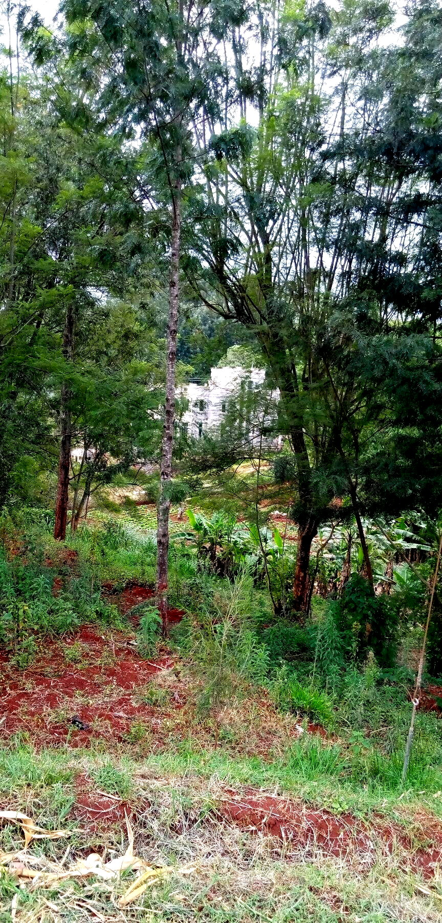 Pet Friendly Quarter Acre in Ndumbuini