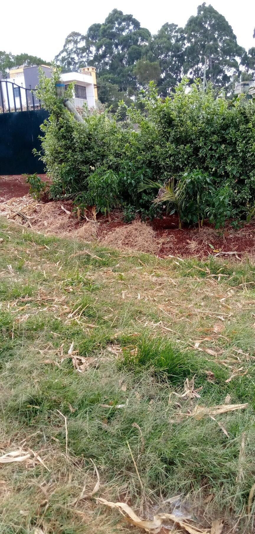 Pet Friendly Quarter Acre in Ndumbuini