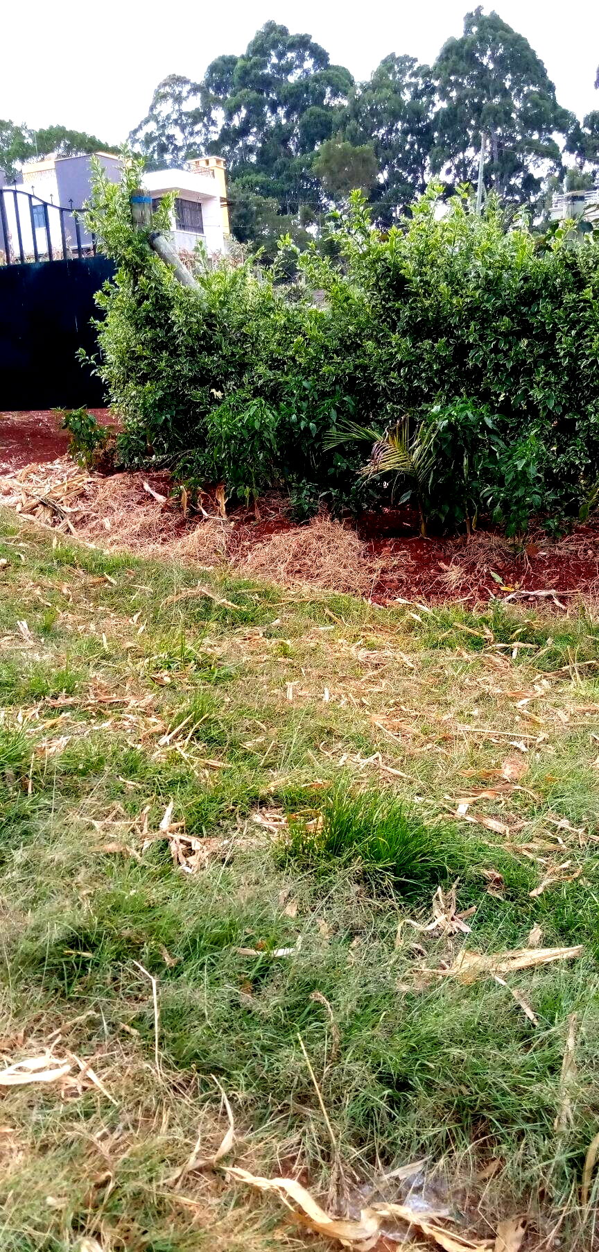 Pet Friendly Quarter Acre in Ndumbuini